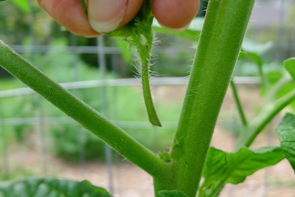 ang mga kamatis ay hindi nakatali sa greenhouse