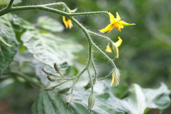 Tomaten blühen, aber nicht gebunden, was sie tun