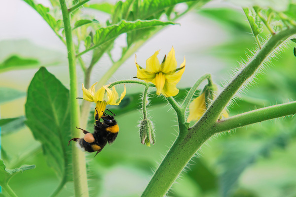 tomatoes are not tied what to do