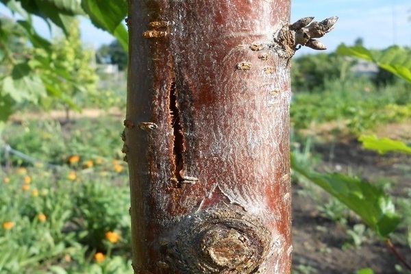 gebrochener Apfelbaumstamm