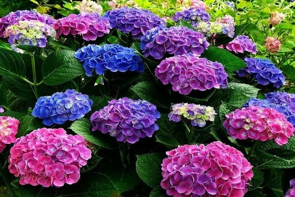 kulay ng hydrangea