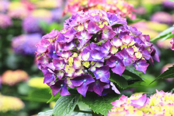 blooming hydrangea