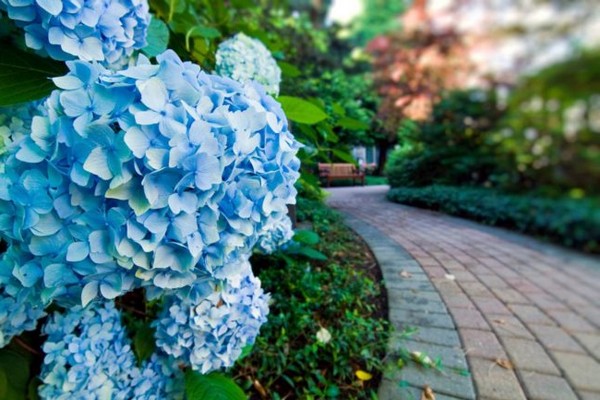 namumulaklak ang hydrangea