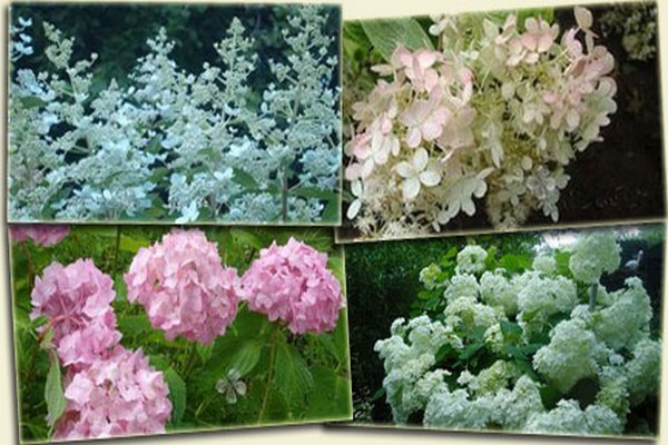 kapag namumulaklak ang hydrangea