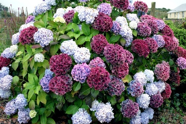 namumulaklak na hydrangea