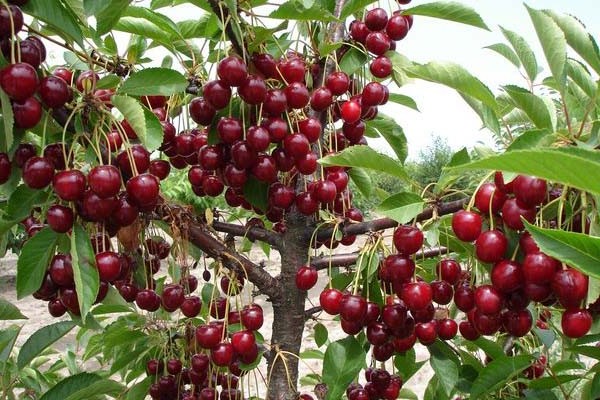 cherry Turgenev variety description