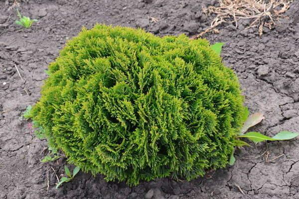 Thuja occidentalis globoza