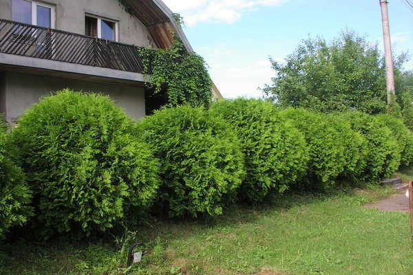 thuja globoza litrato at paglalarawan