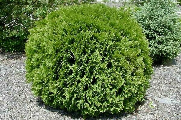 thuja globoza photo