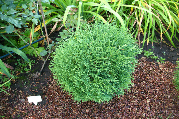 thuja globoza aurea