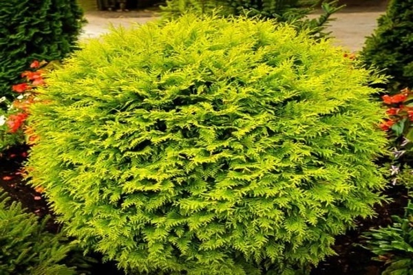 thuja western golden glob