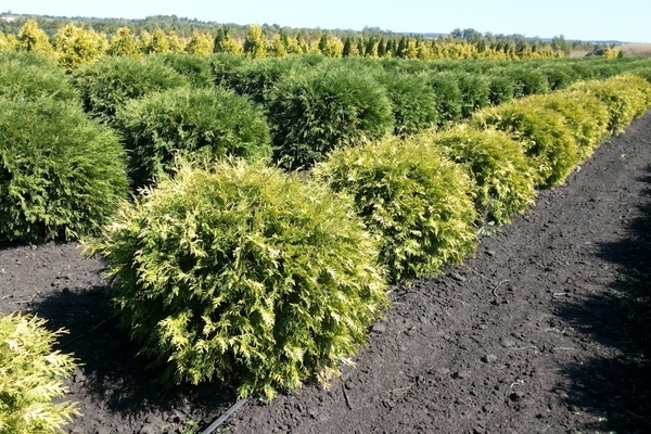 Paglalarawan ng thuja western golden glob