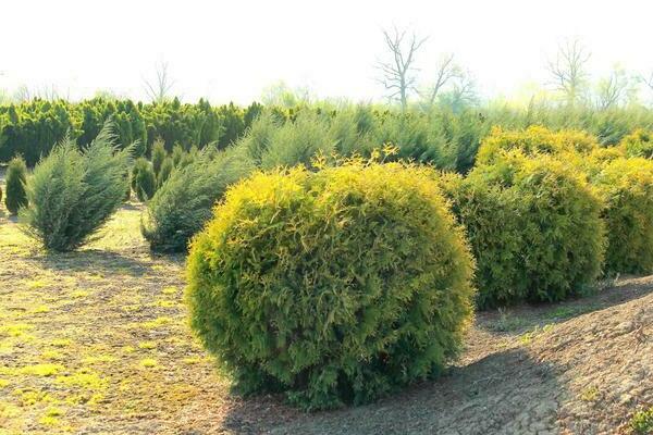 photo de globe d'or de thuya