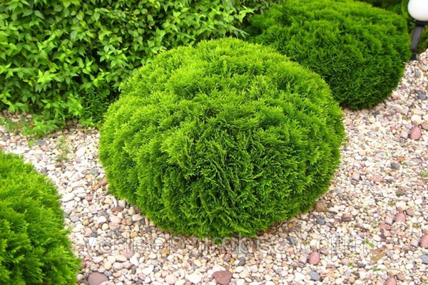 dwarf thuja