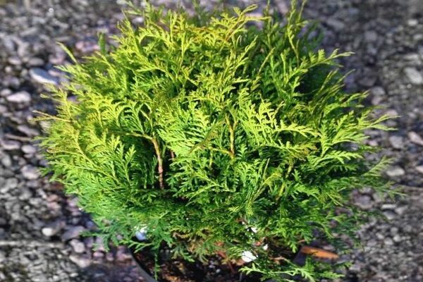 dwarf thuja