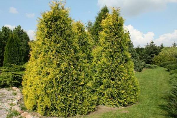 thuja columnar