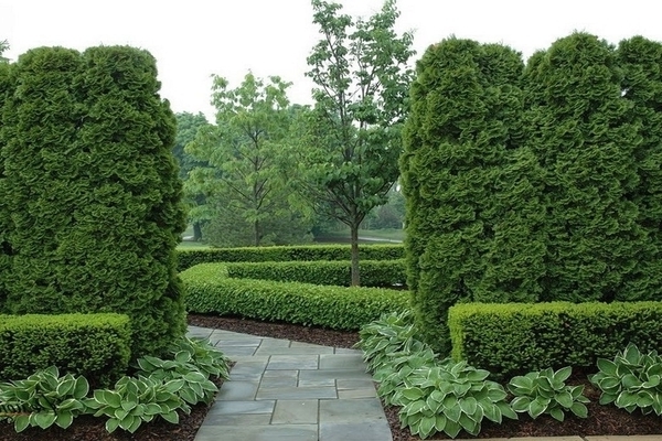 thuja in landscape design