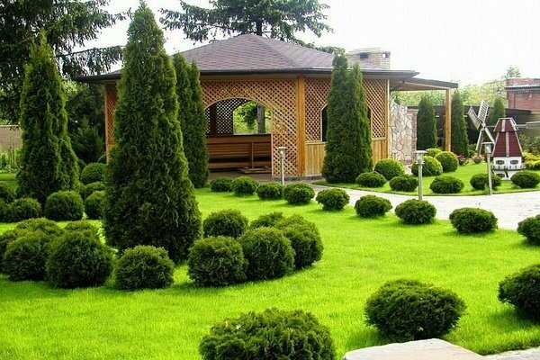 thuja in landscape design