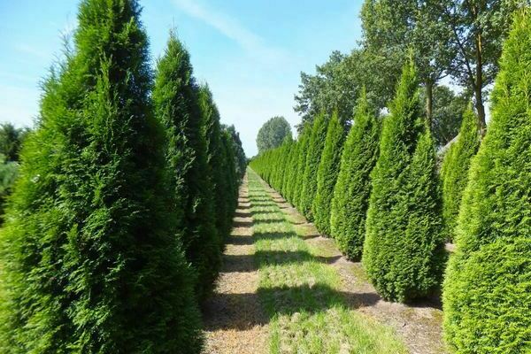 Thuja sa Siberia: pagtatanim at pangangalaga, kung saan itatanim sa Siberia