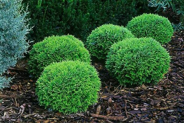 Thuja in Sibirien: Pflanzen und Pflege, welche Thuja in Sibirien pflanzen soll