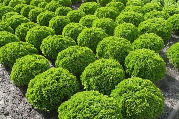 Thuja in Sibirien: Pflanzen und Pflege, welche Thuja in Sibirien pflanzen soll