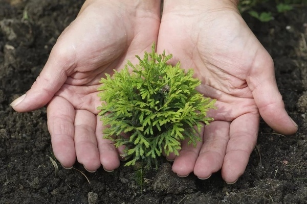 Thuja in Siberia: photos, planting rules, care