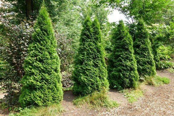 Thuja säulenförmig