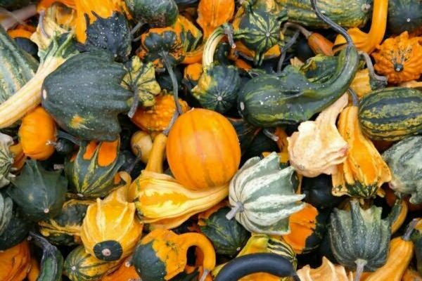 decorative pumpkins