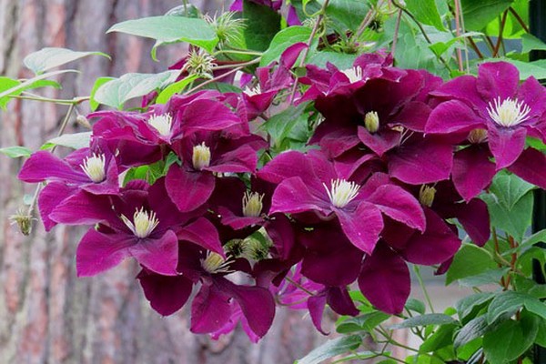 clematis tudor photo + and description