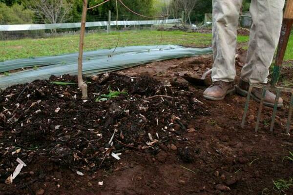 fertilizer for apple trees