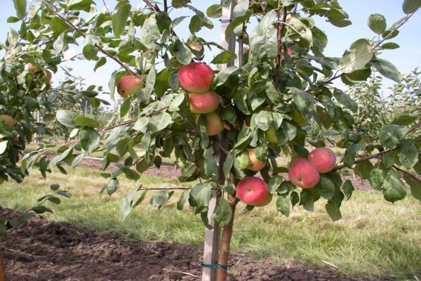 columnar apple trees planting + and care