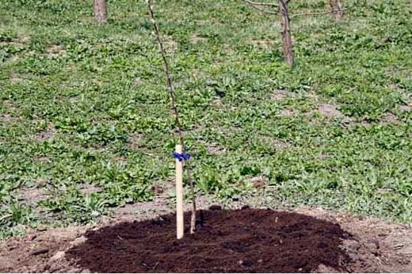 care + apple tree in autumn