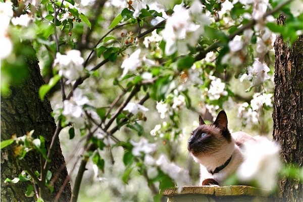 Pflege + Apfelbaum im Herbst