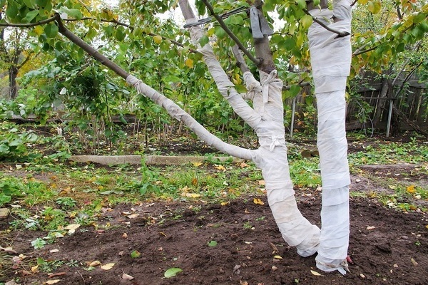 Wie pflegt man einen Apfelbaum