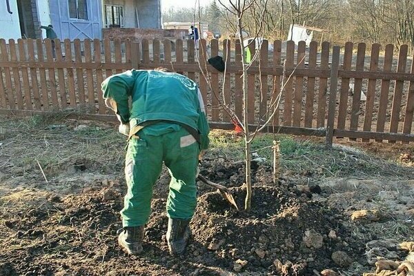 Wie pflegt man einen Apfelbaum