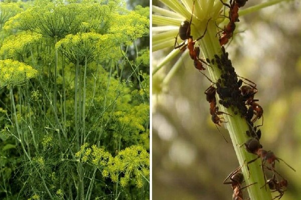 warum wird dill im garten gelb +