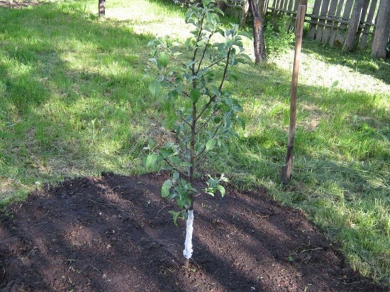 variété de pomme aphrodite