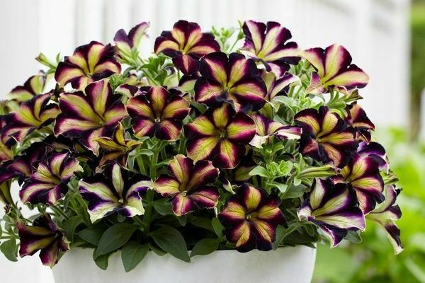 Vegetative petunia