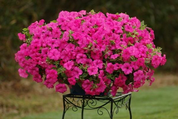 Vegetative petunia