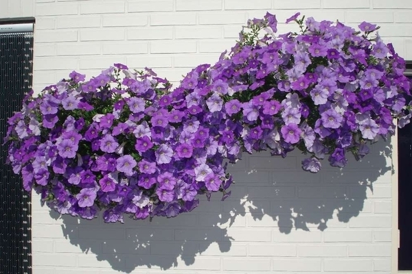 Vegetative petunia