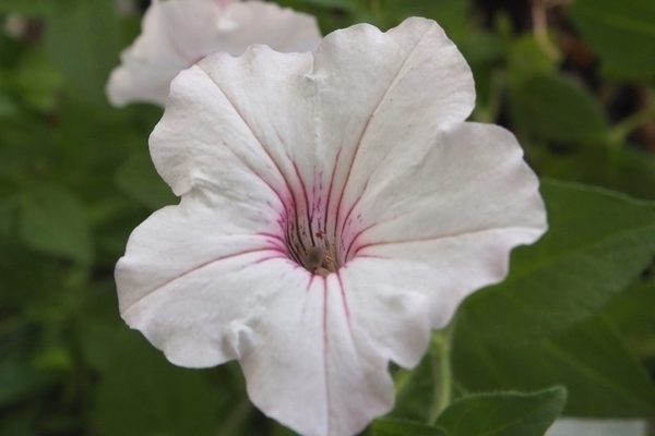 Vegetative petunia