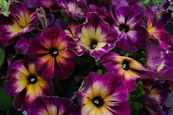 Vegetative petunia