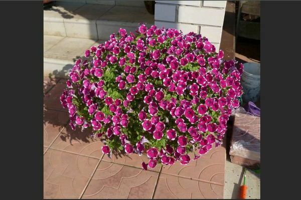 Varieties of vegetative petunia