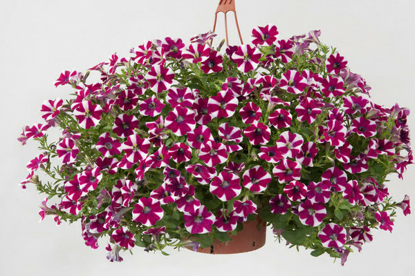 Varieties of vegetative petunia