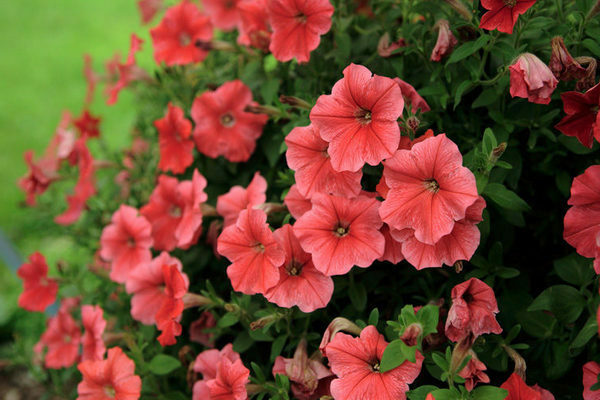 Varieties of vegetative petunia