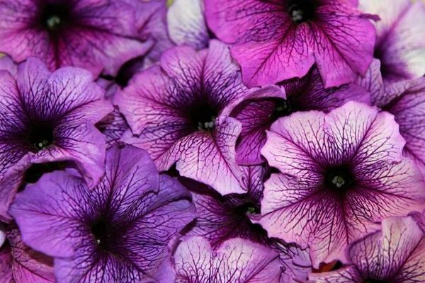 Varieties of vegetative petunia