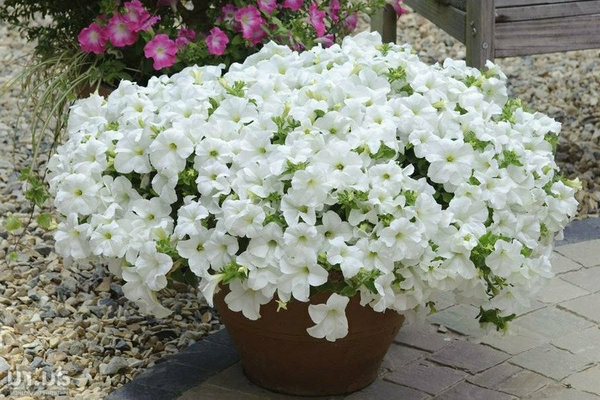 Varieties of vegetative petunia