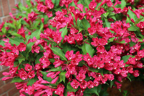 Weigela