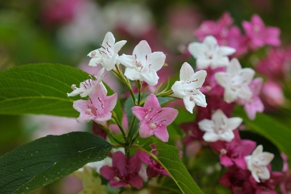 Weigela