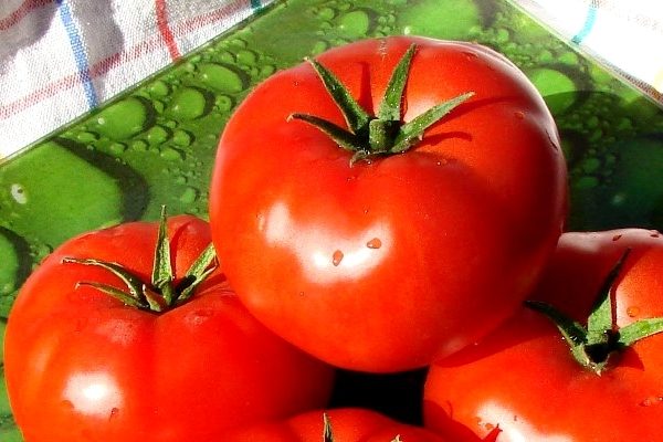 Tomatenverochka charakteristisch